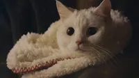 Cena do episódio 1 de Miau, o Garoto Secreto