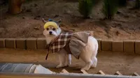 Cena do episódio 5: Overcoming Trauma de Um Bom Dia para Ser um Cachorro